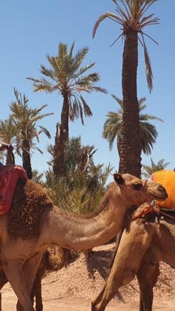 Camel Ride and Quad Bikes in Palm Grove Marrakesh