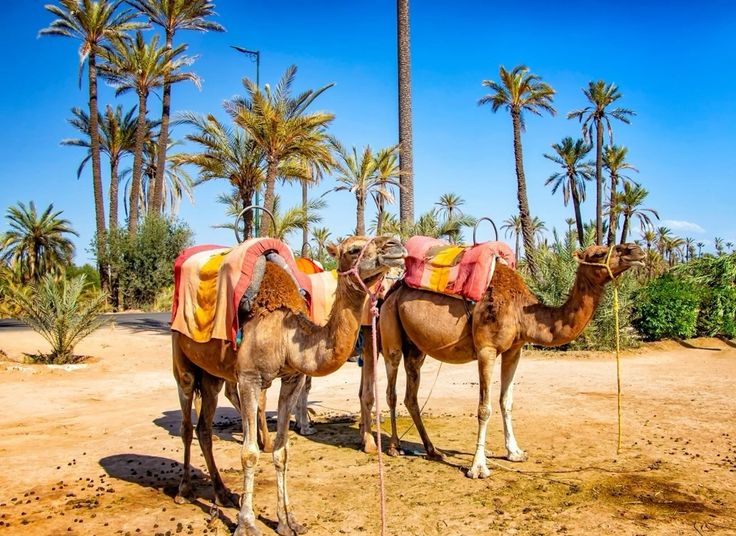 Camel riding in Marrakech (1)