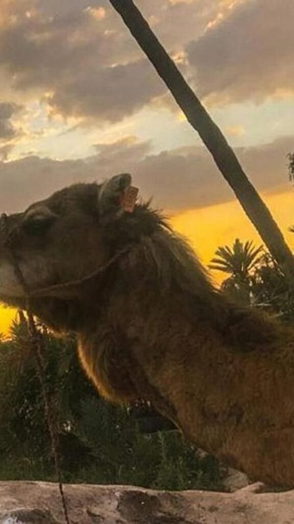 Sunset Camel Ride Marrakesh
